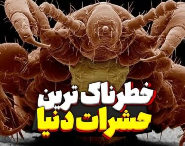 خطرناک ترین حشرات دنیا