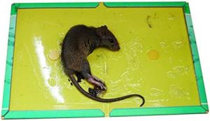 مرگ-موش-ها-با-تله-چسبی-300x173