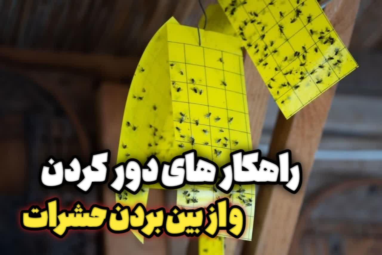 چگونه از شر حشرات و جانوران مزاحم خلاص شویم؟ چگونه از شر حشرات و جانوران مزاحم خلاص شویم؟